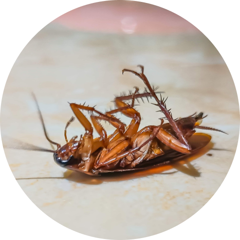 Elevated Pest Control | Learn About Cockroaches